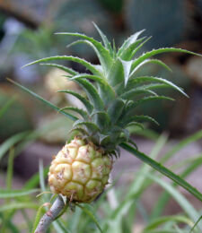 Photo of Ananas Comosus Photo of Ananas Comosus